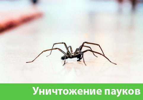 Избавиться от пауков в городе Давлеканово