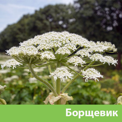 Борщевик в Давлеканово