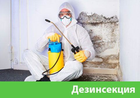 Дезинсекция в городе Давлеканово