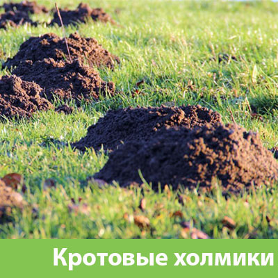 Кроты на участке в Давлеканово