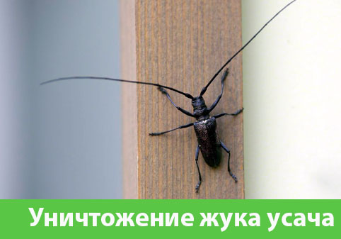 Обработка от жука усача в городе Давлеканово