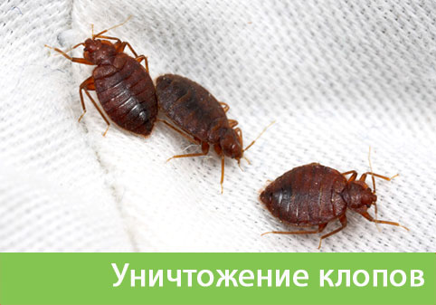 Уничтожение клопов в городе Давлеканово