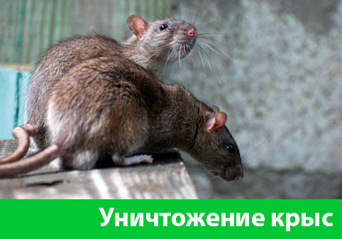 Уничтожение крыс в городе Давлеканово