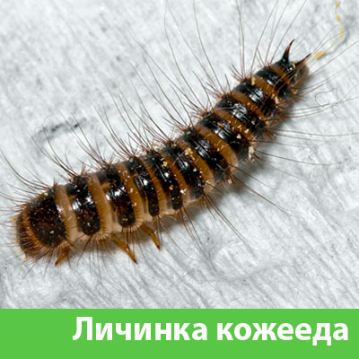 Личинка Кожееда в Давлеканово