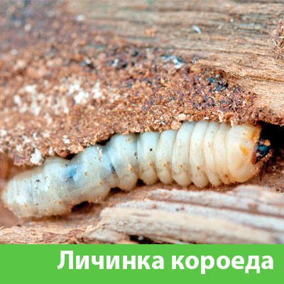 Уничтожение личинок короеда в Давлеканово