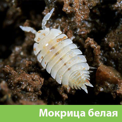 Мокрица в Давлеканово фото