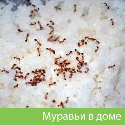 Муравьи в доме в Давлеканово