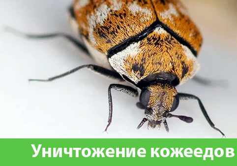 Обработка от кожееда в городе Давлеканово 