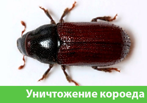 Обработка от короеда в городе Давлеканово
