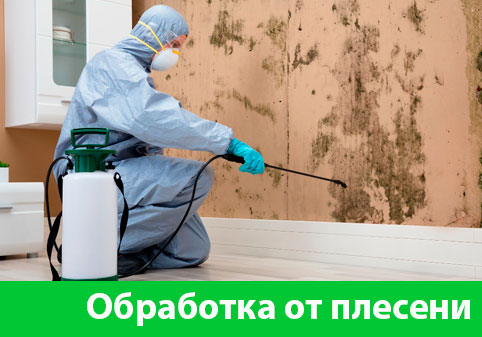 Обработка от плесени в городе Давлеканово