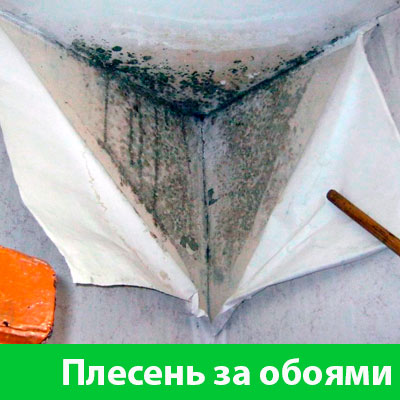 Удаление плесени в Давлеканово