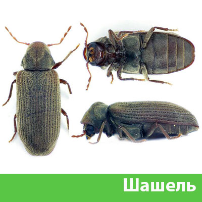 Обработка от шашеля в городе Давлеканово