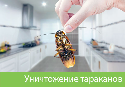 Уничтожение тараканов в городе Давлеканово