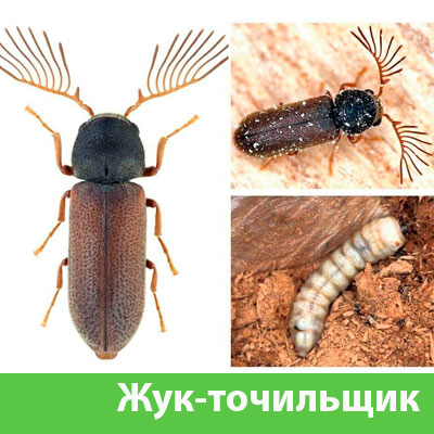 Уничтожение точильщика и личинок в Давлеканово