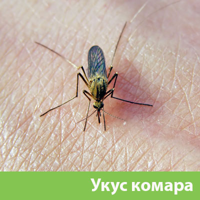 Укусы комаров в Давлеканово