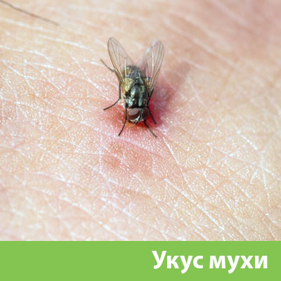Уничтожение мух в Давлеканово