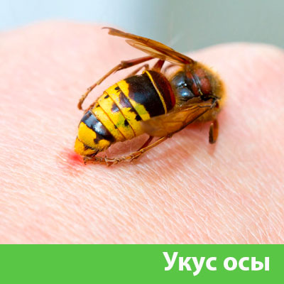 Профессиональное уничтожение ос и шершней в Давлеканово