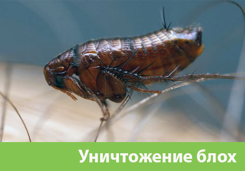 Уничтожение блох в городе Давлеканово