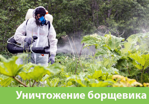 Уничтожение Борщевика в городе Давлеканово