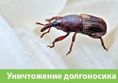 Уничтожение долгоносиков в городе Давлеканово