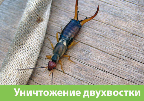 Уничтожение двухвостки в городе Давлеканово