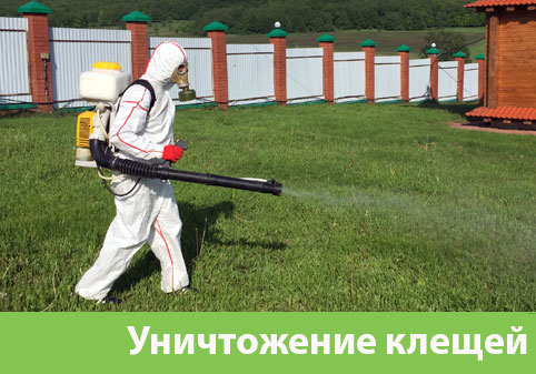 Уничтожение клещей в городе Давлеканово
