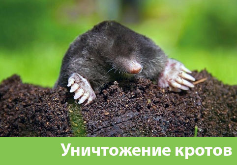 Уничтожение кротов в городе Давлеканово