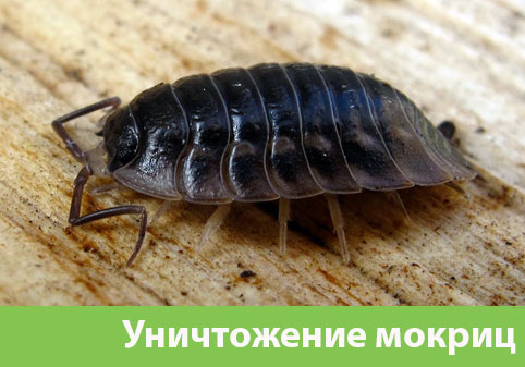 Мокрицы в квартире в городе Давлеканово