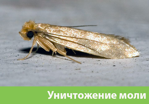 Уничтожение моли в городе Давлеканово 