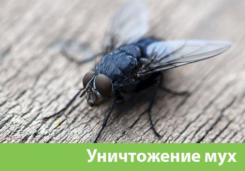 Уничтожение мух в городе Давлеканово