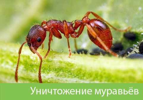 Уничтожение муравьёв в городе Давлеканово