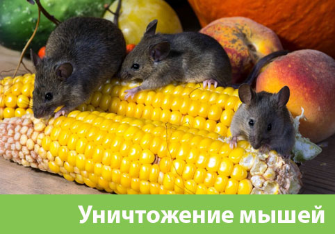 Уничтожение мышей в Давлеканово