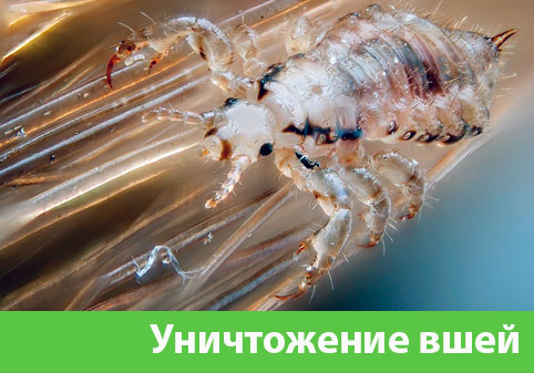 Уничтожение вшей в городе Давлеканово
